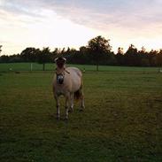Anden særlig race Højgårdens star 