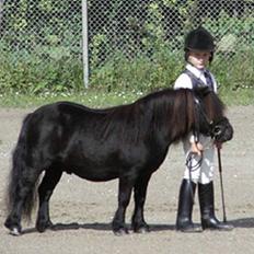 Shetlænder Active