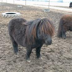 Shetlænder Active