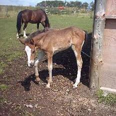 Welsh Cob (sec D) Haymo's Boomerang *SOLGT*