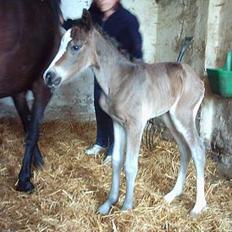 Welsh Cob (sec D) Haymo's Boomerang *SOLGT*