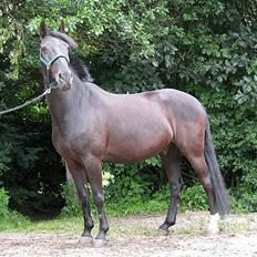 Anden særlig race Grande Benjamin O'nalli.