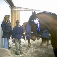 Anden særlig race Shannon 