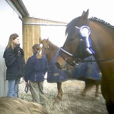 Anden særlig race Shannon 