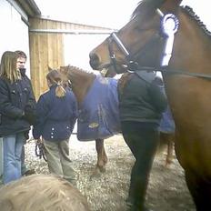 Anden særlig race Shannon 