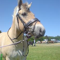 Fjordhest Freja