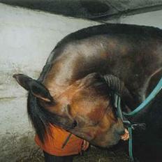 Traver catch the wind (solgt)