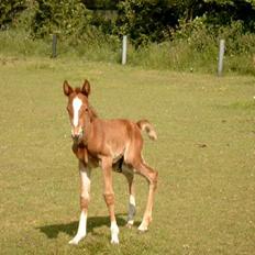 Traver Leonardo Da Speedy