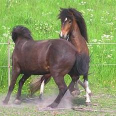 Islænder Toppur fra Fortvadbjerg