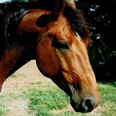 Dansk Varmblod Acondo Harkjær (død)