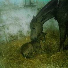 Dansk Varmblod Acondo Harkjær (død)