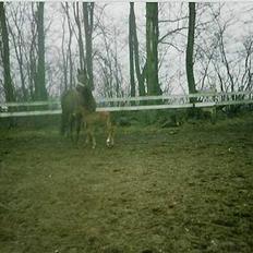 Dansk Varmblod Acondo Harkjær (død)