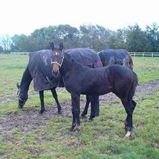 Trakehner Kæragers Rawell