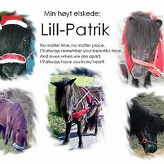 Shetlænder Lill-Patrik (solgt)