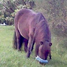 Shetlænder Lill-Patrik (solgt)