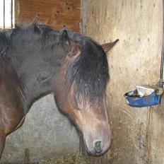 Koldblodstraver Henfiksa