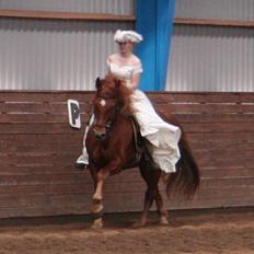 Knabstrupper Baldur Aus Der Schuetzend