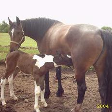 Anden særlig race Shamigo`s Gaia