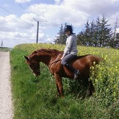 Oldenborg Freja - 1982 til 2013 R.I.P