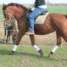 Oldenborg Freja - 1982 til 2013 R.I.P