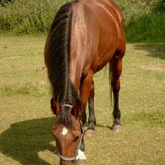 Traver Siggi Speedy #DØD#