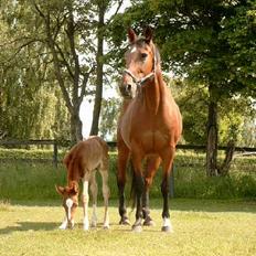 Traver Siggi Speedy #DØD#