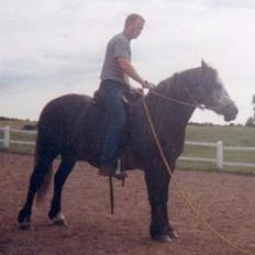 Welsh Cob (sec D) Haymo's Shétán