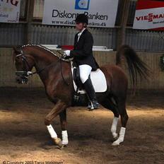 Arabisk fuldblod (OX) Fandos OX 2365 (død)