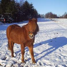Anden særlig race Robin