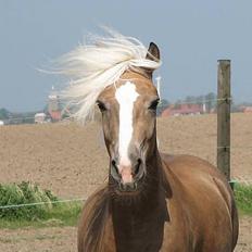 Haflinger Max Moonlight (solgt)