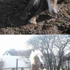 Haflinger Max Moonlight (solgt)