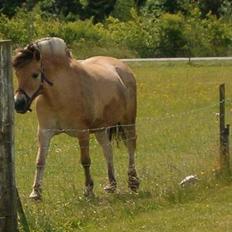 Anden særlig race Højgårdens star 