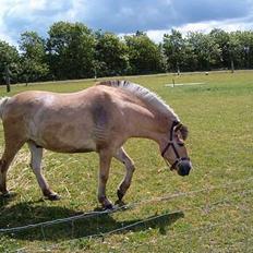 Anden særlig race Højgårdens star 