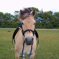 Anden særlig race Højgårdens star 