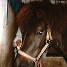 Islænder Hetja fra Lisbjerg