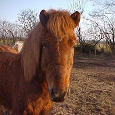 Islænder Lögi fra Höskuldstödum