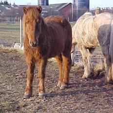 Islænder Lögi fra Höskuldstödum