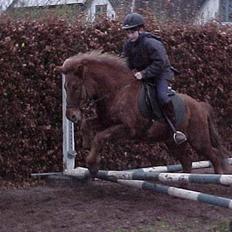 Islænder Lögi fra Höskuldstödum