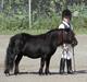 Shetlænder Active