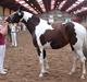 Pinto Horsebjerg Mellow