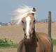 Haflinger Max Moonlight (solgt)