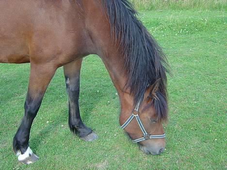 Welsh Cob (sec D) Dorthealyst Chocolate Kis - Kiss på folden billede 6
