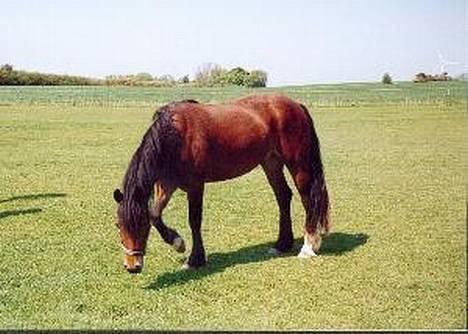 Welsh Cob (sec D) Dorthealyst Chocolate Kis - Kiss på folden billede 7