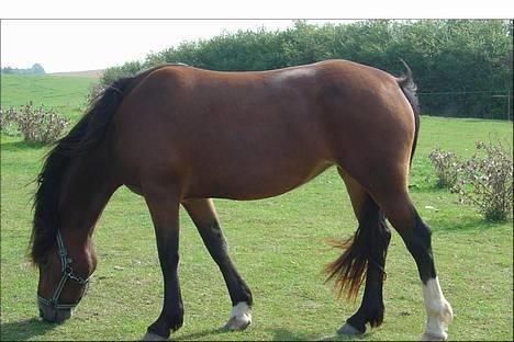 Welsh Cob (sec D) Dorthealyst Chocolate Kis - Kiss på folden billede 8