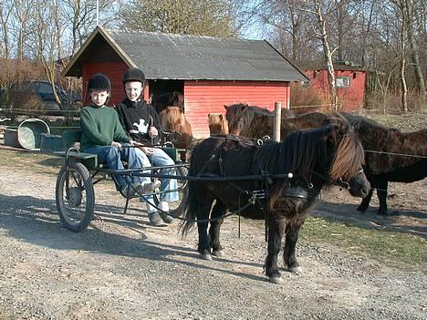 Shetlænder Active - Jacob og Anne med sulkyen billede 4