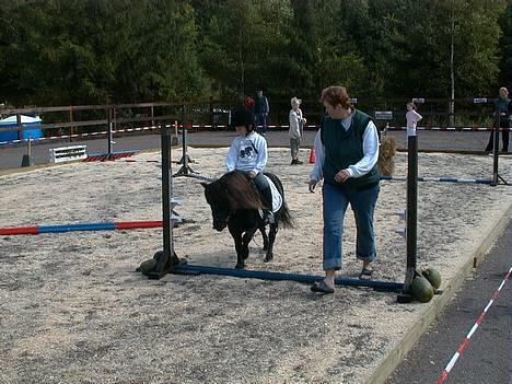 Shetlænder Active - Springning til bakkehave shetlandsshow. billede 8