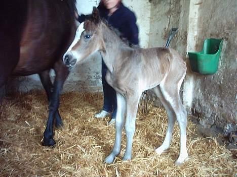 Welsh Cob (sec D) Haymo's Boomerang *SOLGT* billede 3
