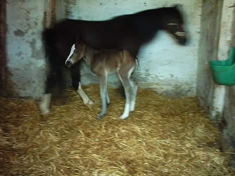 Welsh Cob (sec D) Haymo's Boomerang *SOLGT* billede 5