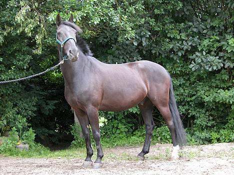 Anden særlig race Grande Benjamin O'nalli. - Dette bilede er taget sommeren 2003. billede 2