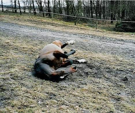 Oldenborg Rambo - mudder til pelsen - lækkert! billede 2